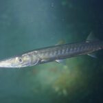 A yellowmouth barracuda seen up close, head to the left, in green water: long pointed snout, lower jaw thrust forward, large eye, silvery body marked with dark bars across the flanks.