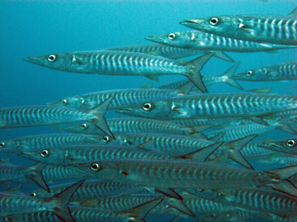 A tight school of silver barracuda with dark chevrons on their flanks, swimming to the left and filling the frame against blue water.