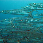 A tight school of silver barracuda with dark chevrons on their flanks, swimming to the left and filling the frame against blue water.