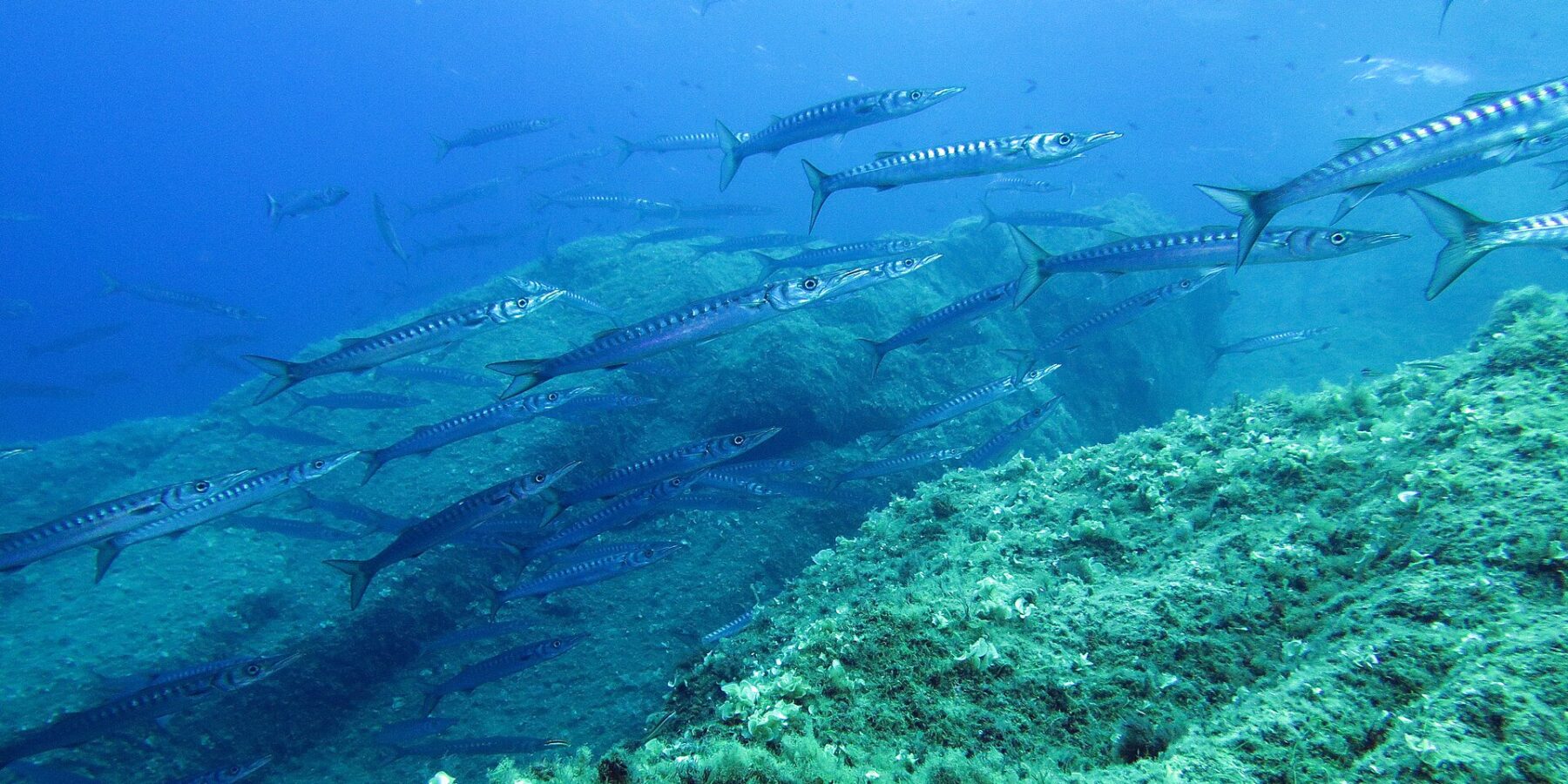 A tight school of silver barracuda with dark bars swims from left to right above a rocky slope covered in green algae, in blue water lit from the surface.