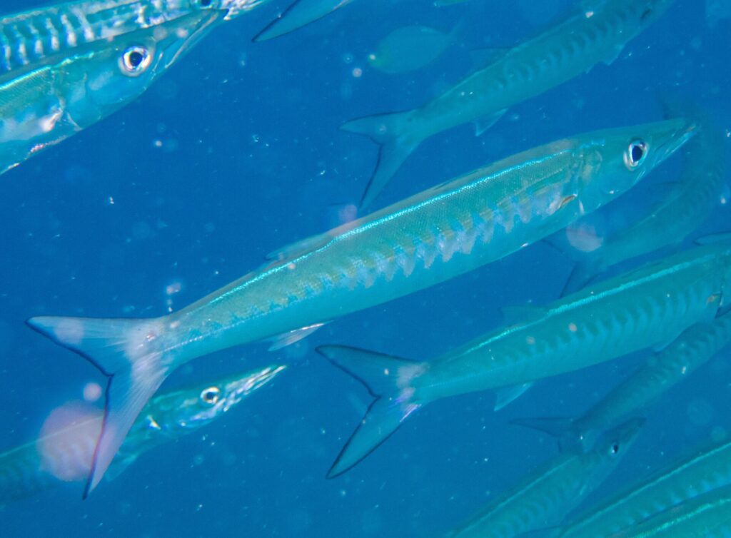 A chevron barracuda with a silvery blue body, its flanks marked with V-shaped bands, darts diagonally to the right in the middle of its school, in blue water full of particles