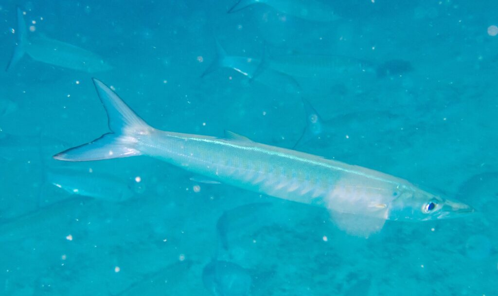 A pale, silvery chevron barracuda swims in profile to the right in milky turquoise water full of particles, with other blurred shapes of the school behind it