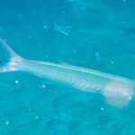 A pale, silvery chevron barracuda swims in profile to the right in milky turquoise water full of particles, with other blurred shapes of the school behind it