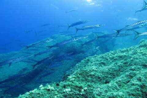 A tight school of silver barracuda with dark bars swims from left to right above a rocky slope covered in green algae, in blue water lit from the surface.