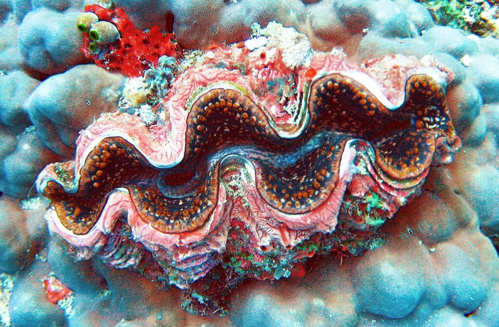 A giant clam with a wavy pink, brown and blue mantle edged with orange dots, set into a gray-blue massive coral, with a red sponge and green sea squirts