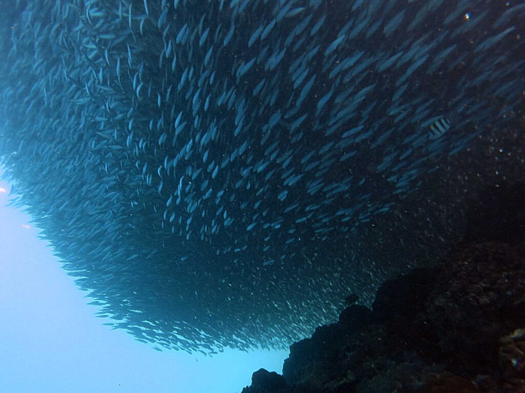 Seen from below, a school of sardines packed into a compact mass above the dark reef, a striped sergeant major to its right and the pale blue of open water at bottom left.