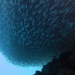 Seen from below, a school of sardines packed into a compact mass above the dark reef, a striped sergeant major to its right and the pale blue of open water at bottom left.