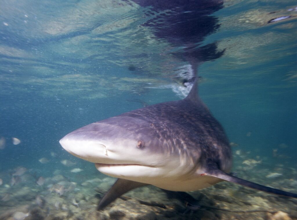 A bull shark in front three-quarter view approaching the lens in very shallow water, broad rounded snout, its dorsal fin touching the surface where it is reflected, above a bottom of sand and debris.