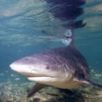 A bull shark in front three-quarter view approaching the lens in very shallow water, broad rounded snout, its dorsal fin touching the surface where it is reflected, above a bottom of sand and debris.