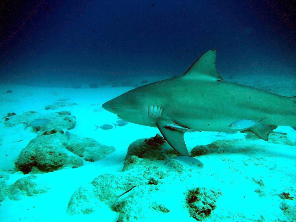 A bull shark in profile gliding left just above a white sand bottom dotted with rocks, a remora under its pectoral fin and a few silvery fish around it, in dark blue water.