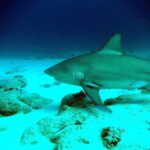 A bull shark in profile gliding left just above a white sand bottom dotted with rocks, a remora under its pectoral fin and a few silvery fish around it, in dark blue water.