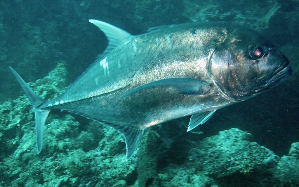 A silvery giant trevally seen from the side, above a greenish rocky bottom, photographed in Bali