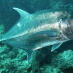 A silvery giant trevally seen from the side, above a greenish rocky bottom, photographed in Bali