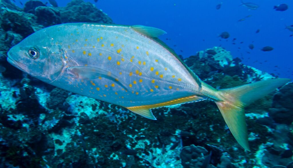 A silvery trevally dotted with orange spots, with yellowish fins and tail, passes in profile to the left above a dark reef, with a few small fish in the deep blue