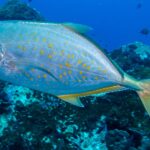 A silvery trevally dotted with orange spots, with yellowish fins and tail, passes in profile to the left above a dark reef, with a few small fish in the deep blue