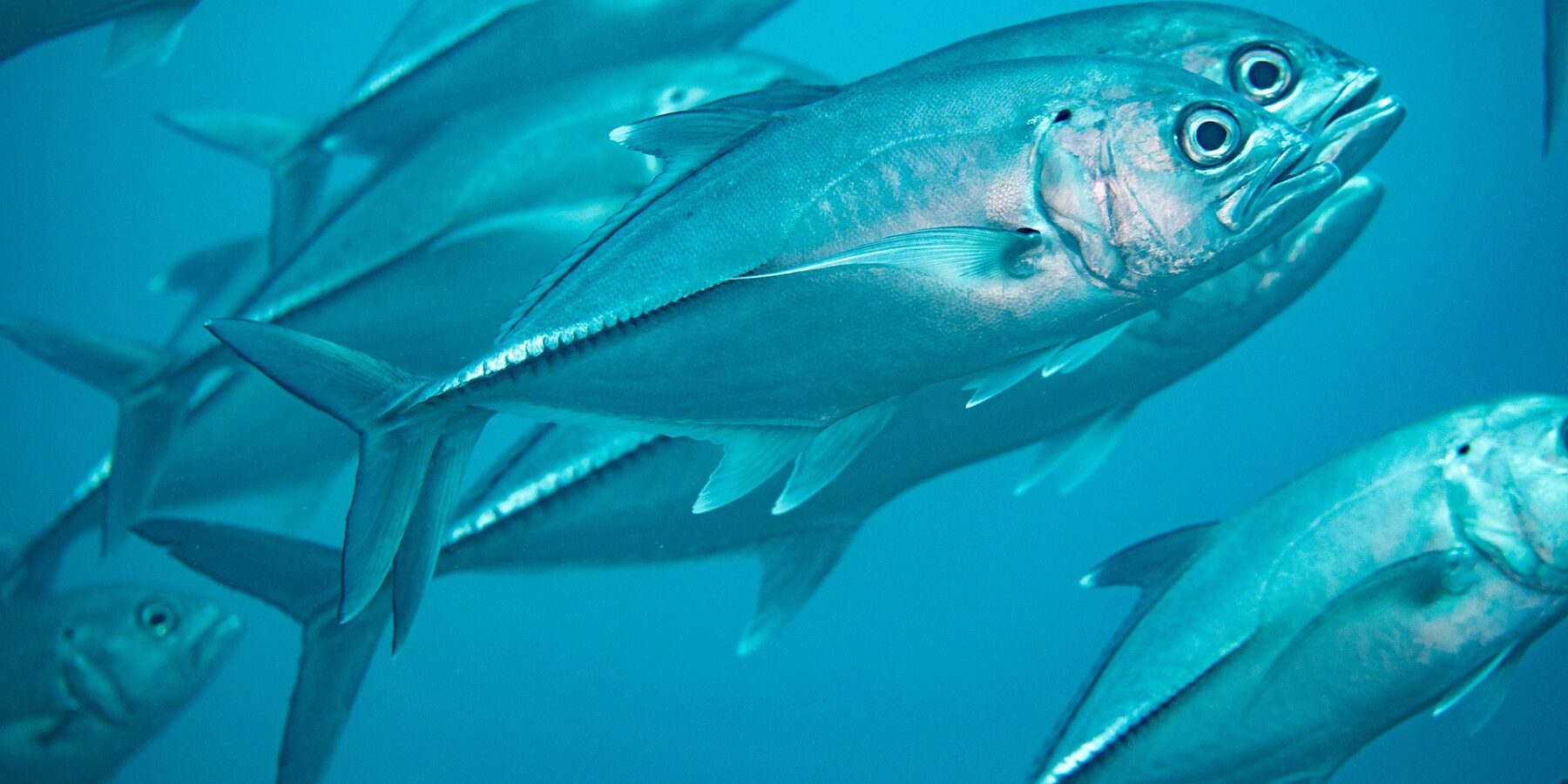 A school of silvery bigeye trevally in the blue, seen up close: in the center, a trevally in profile shows its very large eye, the small black spot at the top of the gill cover and the row of thick scales on the rear flank