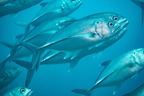 A school of silvery bigeye trevally in the blue, seen up close: in the center, a trevally in profile shows its very large eye, the small black spot at the top of the gill cover and the row of thick scales on the rear flank
