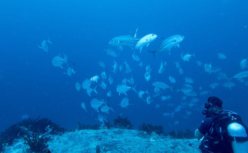 A large school of silvery bigeye trevally circling above the top of a reef, in the blue, watched by a diver in the foreground on the right
