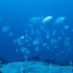 A large school of silvery bigeye trevally circling above the top of a reef, in the blue, watched by a diver in the foreground on the right