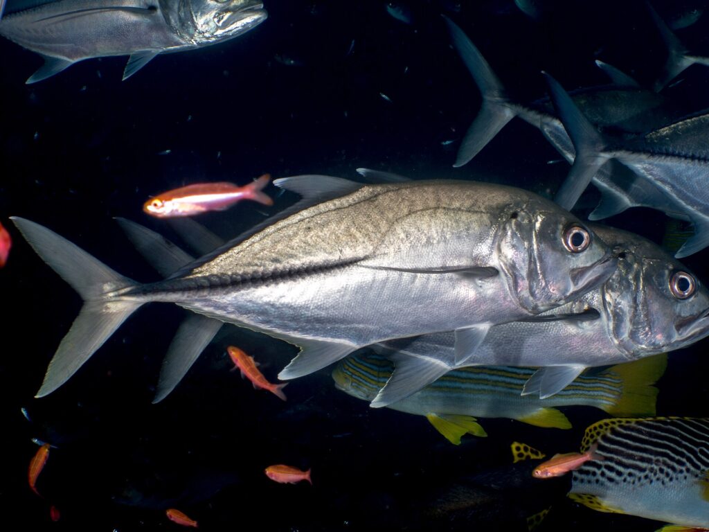 Two silvery bigeye trevally in profile, head to the right, on a dark background: a very large eye, the line of thick dark scales on the rear flank, and below them striped sweetlips and red anthias