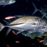 Two silvery bigeye trevally in profile, head to the right, on a dark background: a very large eye, the line of thick dark scales on the rear flank, and below them striped sweetlips and red anthias