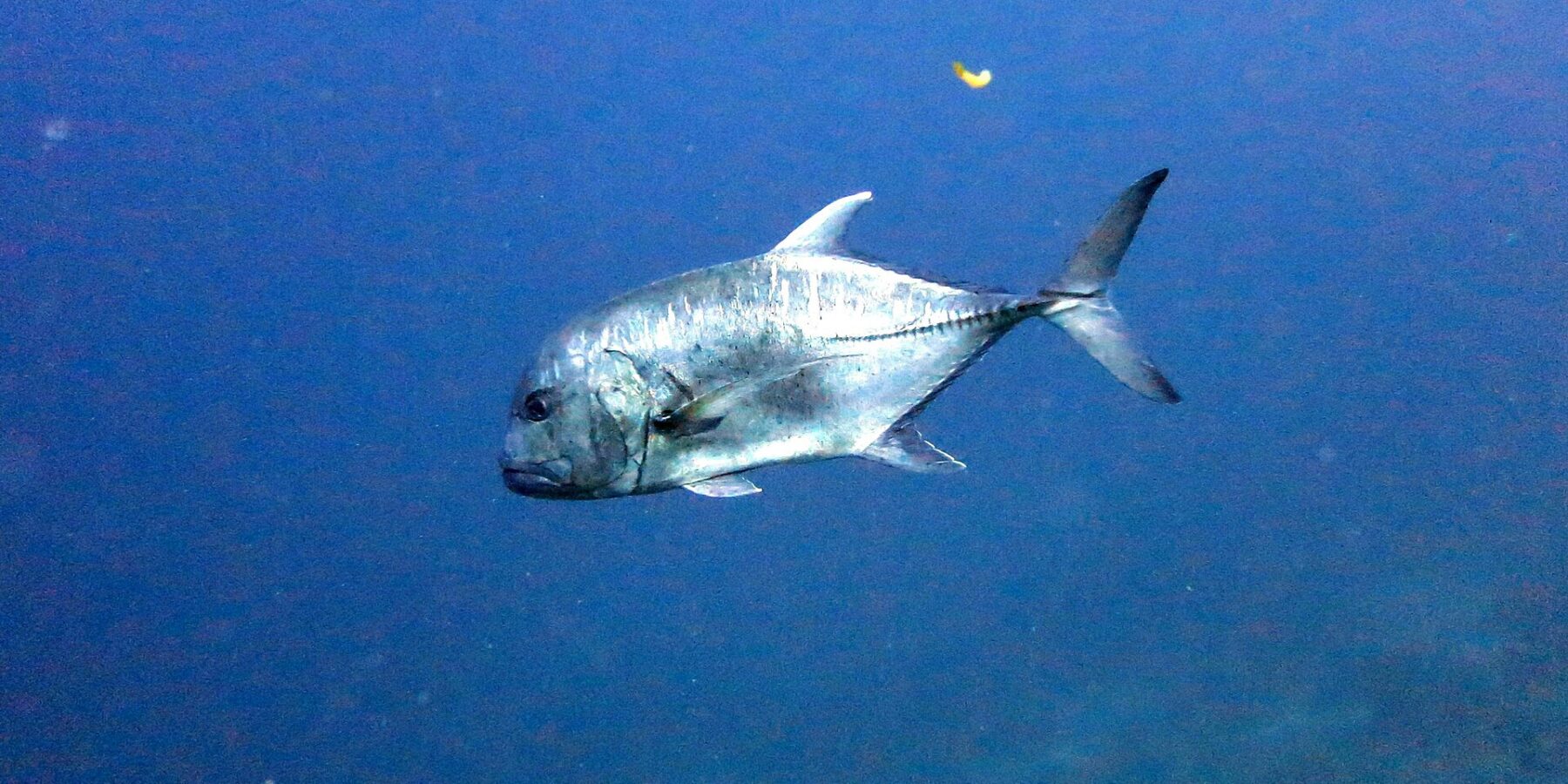 A giant trevally in profile in the blue, head to the left: a steep, rounded forehead, a silvery body flecked with dark dots and the row of thick scales running along the rear flank to the forked tail