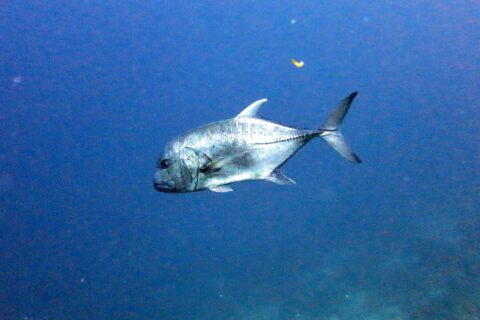 A giant trevally in profile in the blue, head to the left: a steep, rounded forehead, a silvery body flecked with dark dots and the row of thick scales running along the rear flank to the forked tail