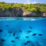 Split view, half above and half below the water, of a forested cliff coast, with a group of about twenty large dark giant trevally swimming below the surface in clear blue water
