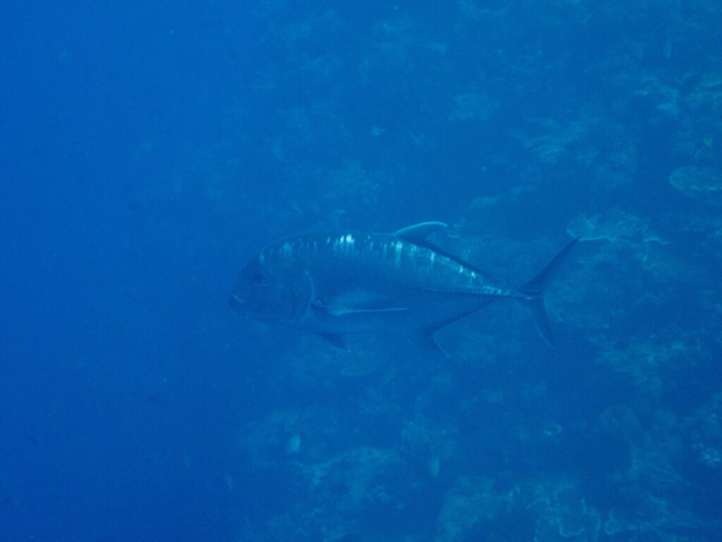 A dark gray giant trevally in profile, head to the left, cruising along a coral wall in blue water, its steep forehead and the line of thick scales on the rear flank clearly visible