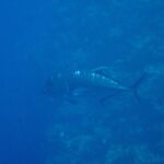 A dark gray giant trevally in profile, head to the left, cruising along a coral wall in blue water, its steep forehead and the line of thick scales on the rear flank clearly visible