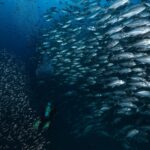 A wall of silvery bigeye trevallies rises toward the surface above a diver with green fins, in the blue of Richelieu Rock