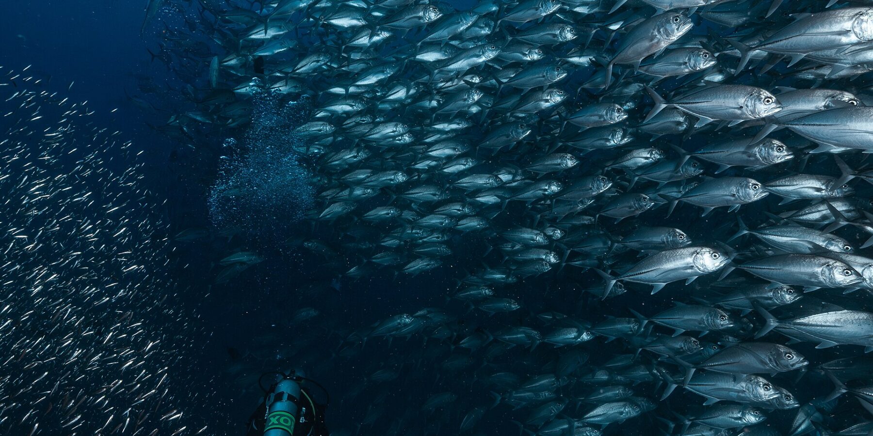 A wall of silvery bigeye trevallies rises toward the surface above a diver with green fins, in the blue of Richelieu Rock