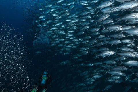 A wall of silvery bigeye trevallies rises toward the surface above a diver with green fins, in the blue of Richelieu Rock