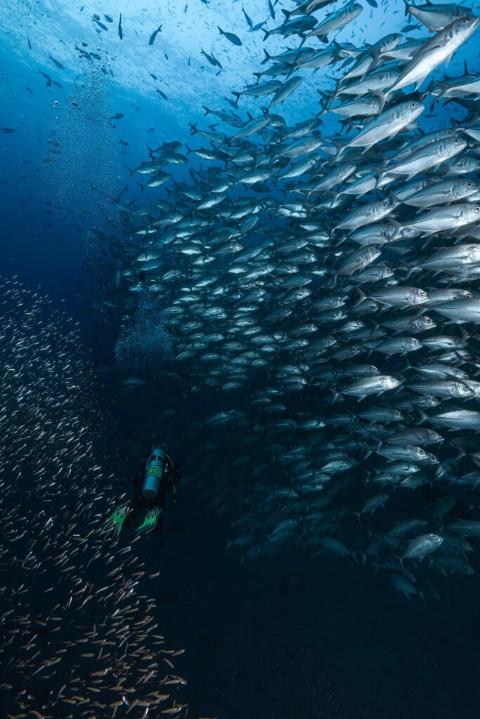 A wall of silvery bigeye trevallies rises toward the surface above a diver with green fins, in the blue of Richelieu Rock
