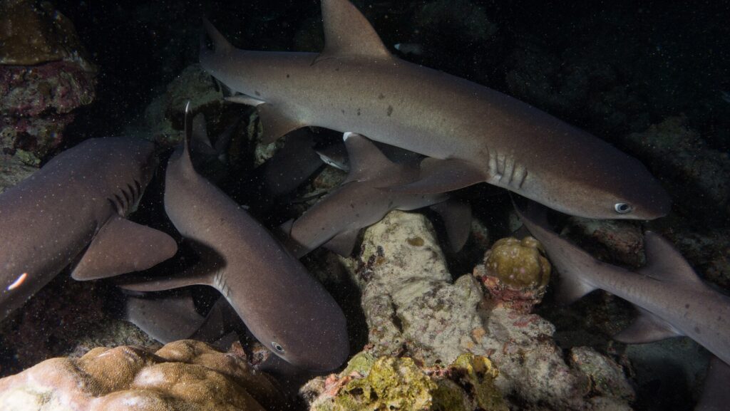 At night, several whitetip reef sharks weave between coral and rock boulders, the largest at the top of the frame swimming right, its eye reflecting the flash against a black background.