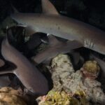 At night, several whitetip reef sharks weave between coral and rock boulders, the largest at the top of the frame swimming right, its eye reflecting the flash against a black background.