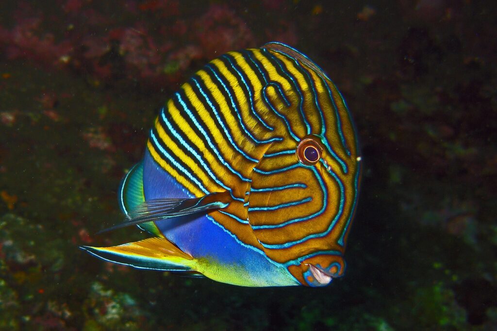 A lined surgeonfish with blue and yellow stripes, seen side-on against a dark background, on the Liberty wreck