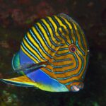 A lined surgeonfish with blue and yellow stripes, seen side-on against a dark background, on the Liberty wreck