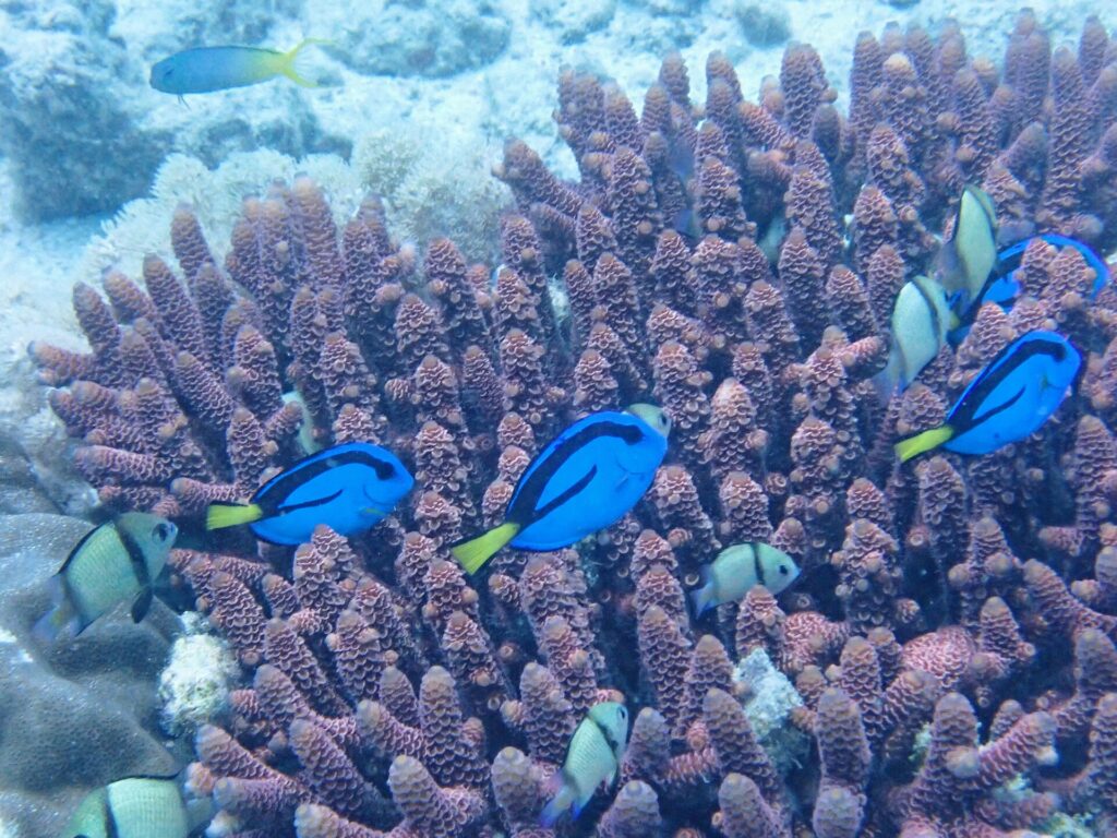 Four bright blue palette surgeonfish, marked with black and with yellow tails, swim among the mauve fingers of a branching coral, with gray black-banded damselfish, against pale sand