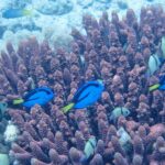 Four bright blue palette surgeonfish, marked with black and with yellow tails, swim among the mauve fingers of a branching coral, with gray black-banded damselfish, against pale sand