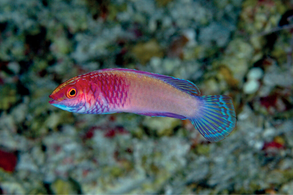 A small pink and purple wrasse with turquoise blue fins, in profile against a blurred coral background