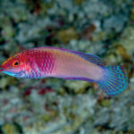 A small pink and purple wrasse with turquoise blue fins, in profile against a blurred coral background