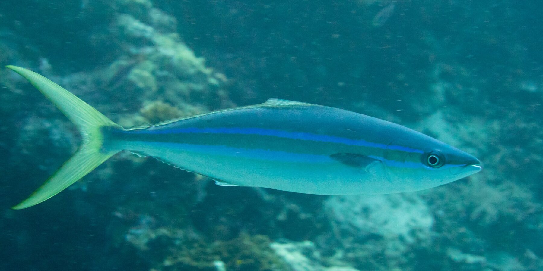 A rainbow runner swimming in profile above a reef: long streamlined body, dark blue back, two bright blue lines separated by an olive band on the flank, white belly, deeply forked yellow-green tail