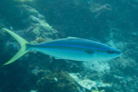 A rainbow runner swimming in profile above a reef: long streamlined body, dark blue back, two bright blue lines separated by an olive band on the flank, white belly, deeply forked yellow-green tail