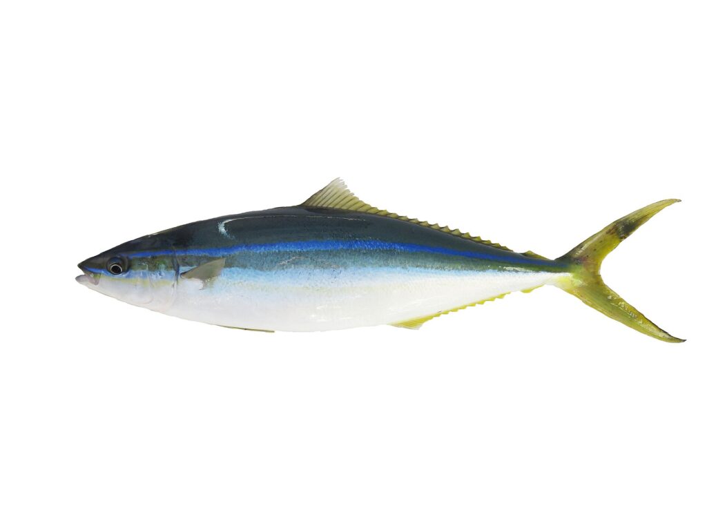A whole rainbow runner laid on a white background, in profile: dark blue-green back, bright blue line on the flank, white belly, long low dorsal and anal fins, forked yellow-green tail