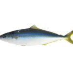 A whole rainbow runner laid on a white background, in profile: dark blue-green back, bright blue line on the flank, white belly, long low dorsal and anal fins, forked yellow-green tail