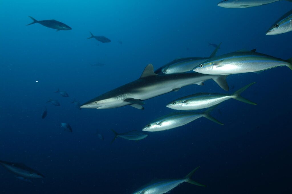 A group of silvery rainbow runners with yellowish forked tails swimming in the blue around a silky shark