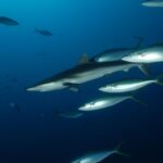 A group of silvery rainbow runners with yellowish forked tails swimming in the blue around a silky shark