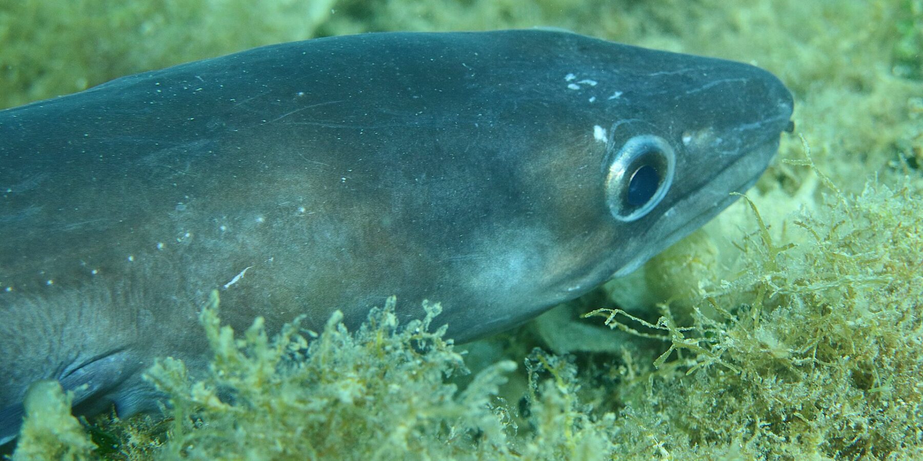 A conger eel stretched out on a bed of seaweed, head to the right: smooth, scaleless bluish-gray skin, large silver-ringed eye, conical head with the upper jaw overhanging the lower one, a few small white dots along the flank.