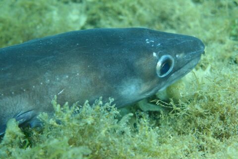 A conger eel stretched out on a bed of seaweed, head to the right: smooth, scaleless bluish-gray skin, large silver-ringed eye, conical head with the upper jaw overhanging the lower one, a few small white dots along the flank.